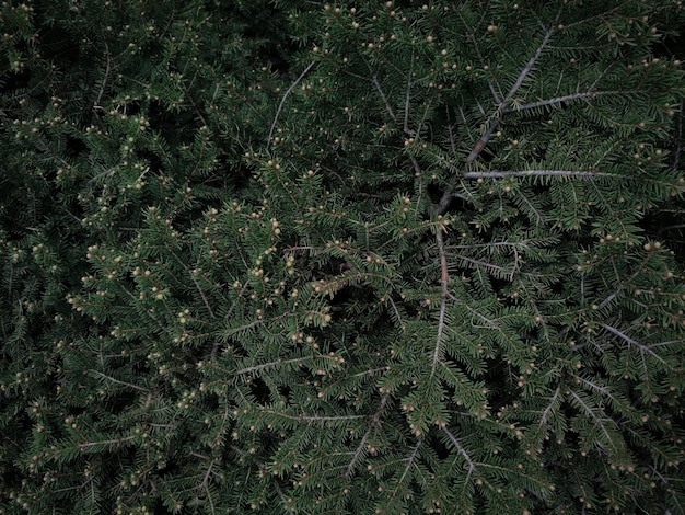 A pine tree is seen from above.