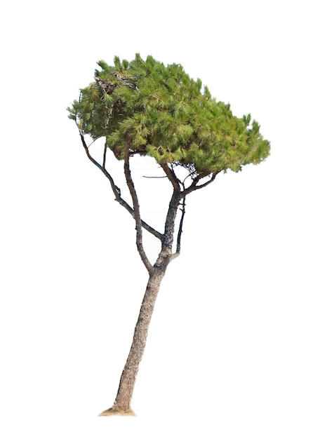 Pine tree isolated on white background