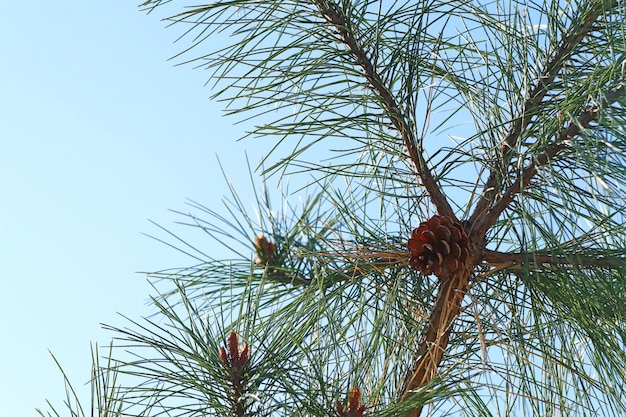 Photo pine tree in korea