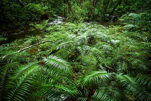 Foto foglie di pino nella foresta