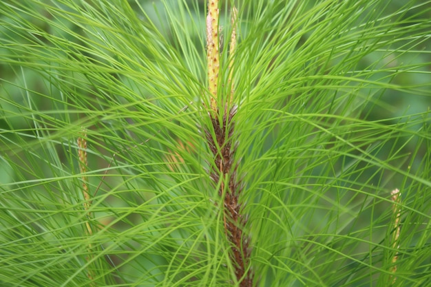 pine tree leaves in the nature