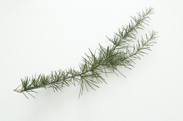 Pine tree leaves on white background