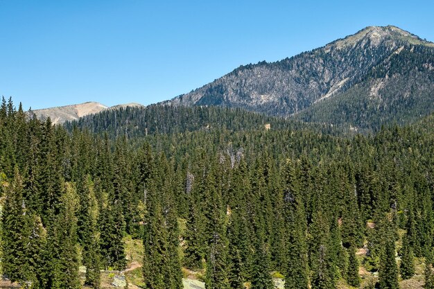 Pine Tree Mountain Forest Background