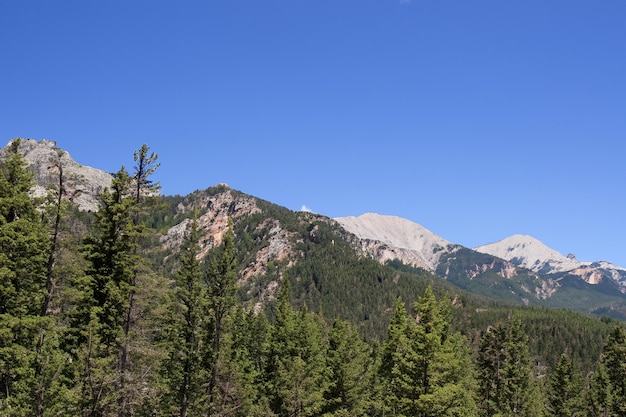 Pine Tree Mountain Forest Background