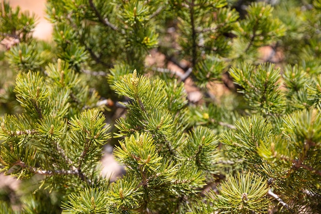 Pine tree needles closeup full texture background