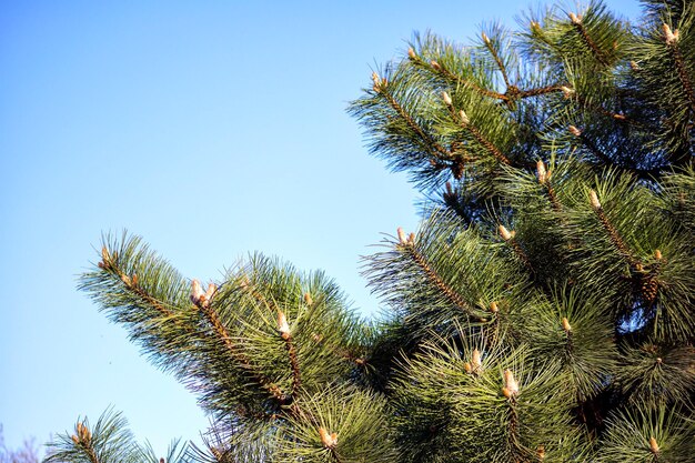 Photo pine tree needles with small buds and blue sky