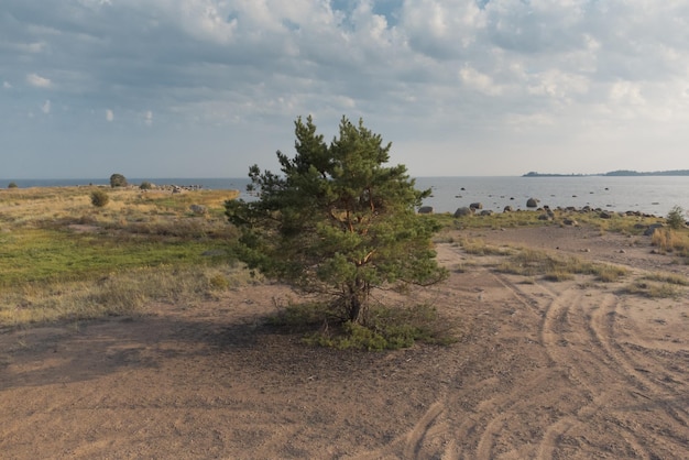 Фото Сосна на морском побережье живописный вид на северную природу