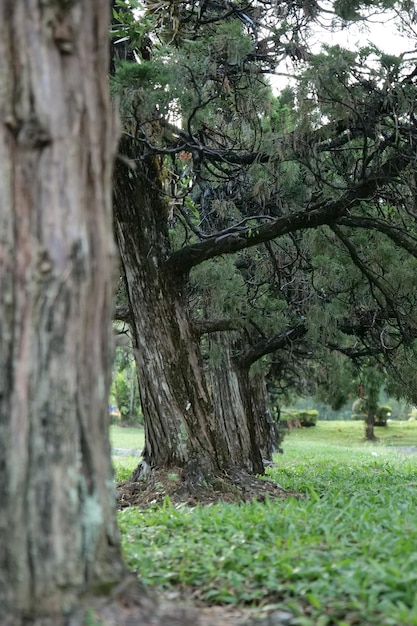 Pine tree in the park Nature background Selective focus