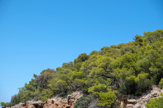Pine tree on rocky landscape blue sky background Branch with needle Mediterranean flora sunny day