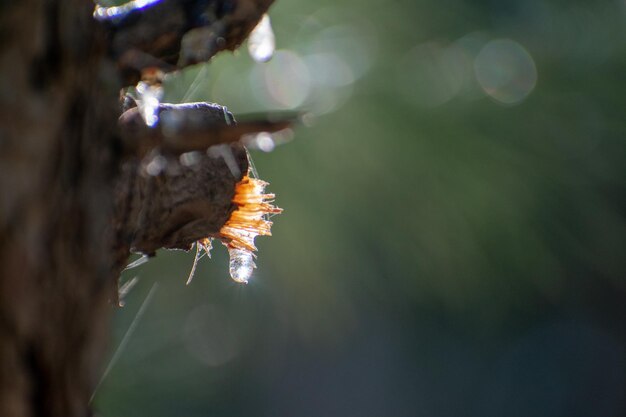 Pine tree Sap glistening in the sun