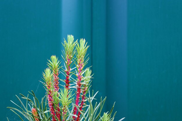 Pine tree sapling in front of blue gate