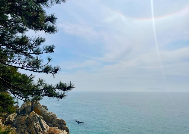 pine tree on the shore of the sea