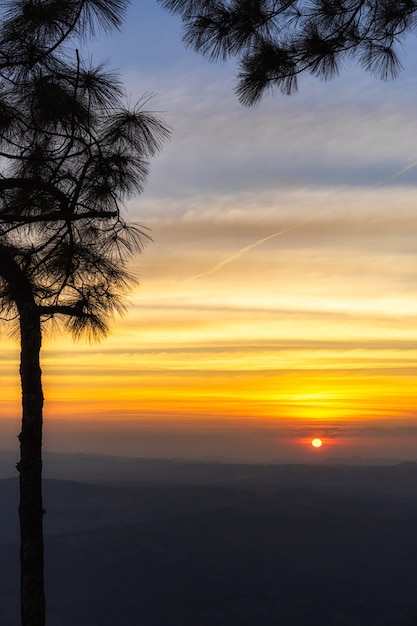 丘の上に松の木のシルエットと夕方の空にぼんやりとした雲とカラフルな夕日。
