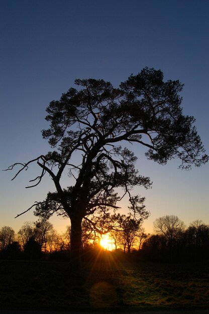 A pine tree in silhouette