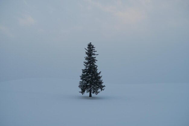 Foto albero di pino su un campo coperto di neve contro il cielo