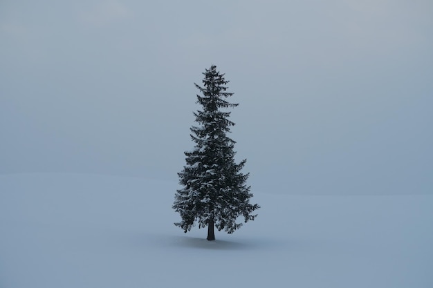 Foto albero di pino su un campo coperto di neve contro il cielo