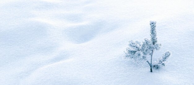 コピー スペースと雪冬、自然の背景の松の木