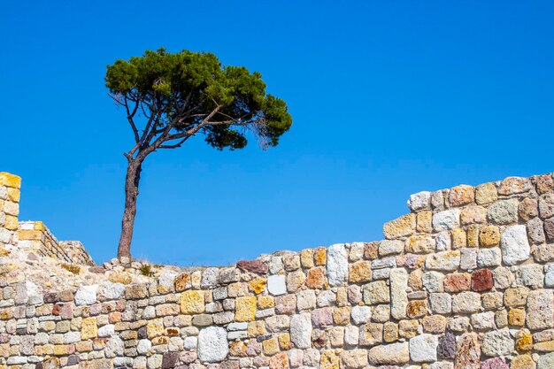 Photo pine tree standing on a stone castle wall