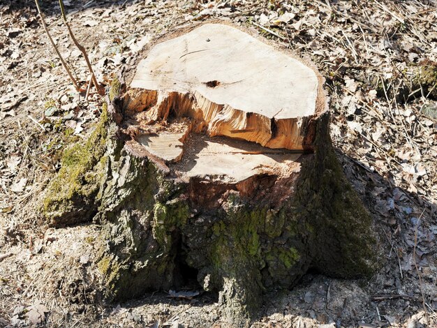 Pine tree stump