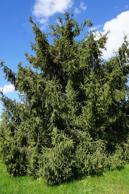 Pine tree in summer sky