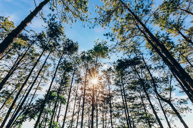 朝の松の木と太陽の光