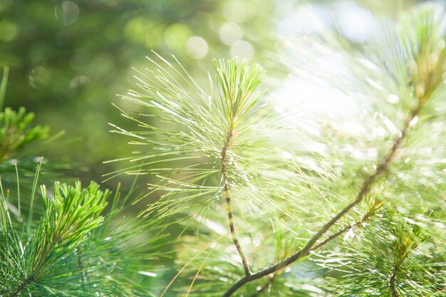 Photo pine tree and sunlight on summer in the morning.