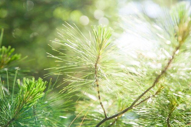 Pine tree and sunlight on summer in the morning.