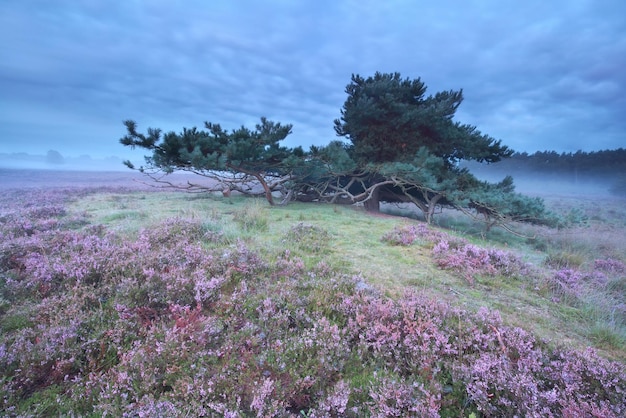 Photo pine tree surrounded with pink heather