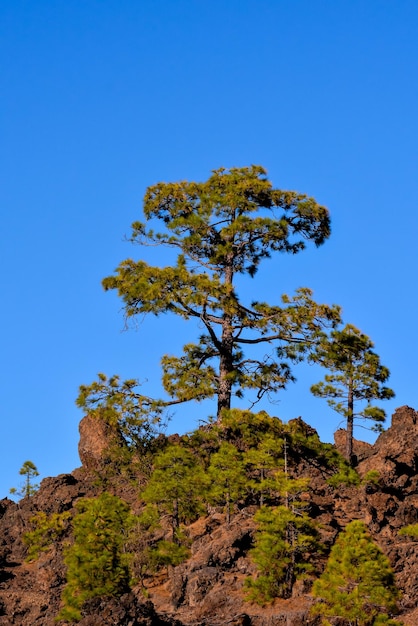 Pine Tree View