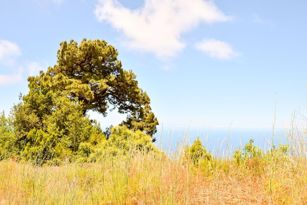 Pine Tree View