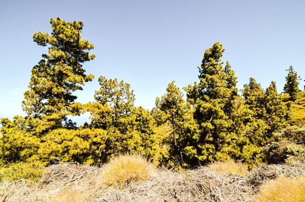 Pine Tree View