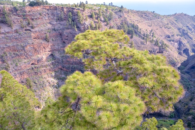 Photo pine tree view