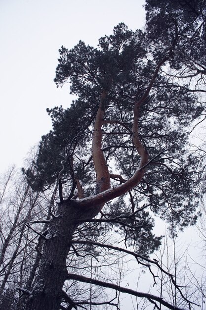 Pine tree in winter park