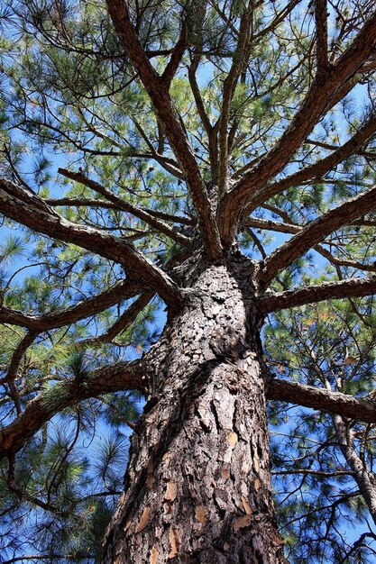 a pine tree with a blue sky behind it