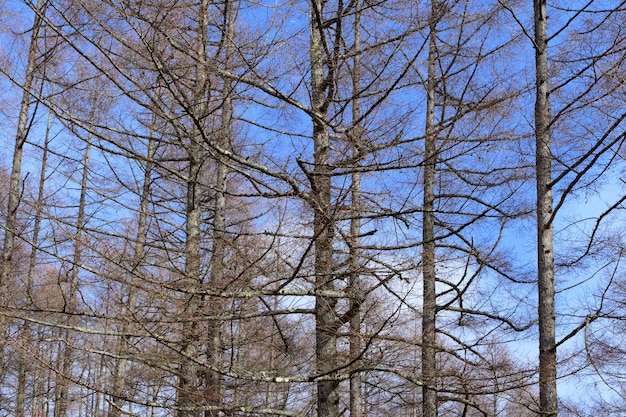 Pine tree with blue sky