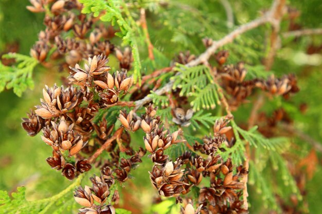 Photo a pine tree with cones that say  seed  on it