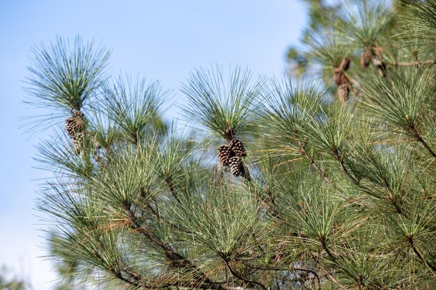 A pine tree with a pine cone on it