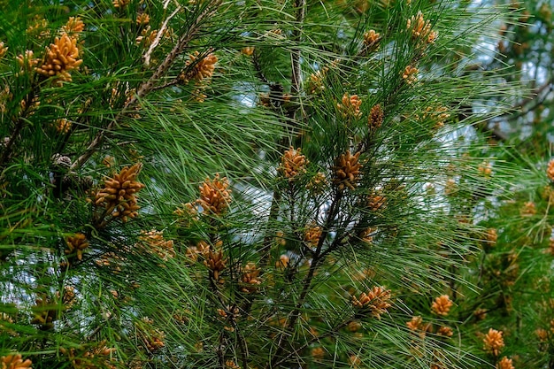 A pine tree with pine cones on it