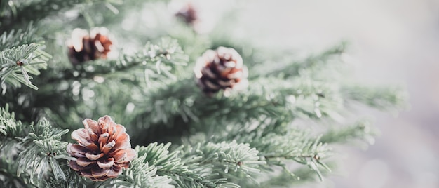 Pine tree with pine cones on the twig leaves