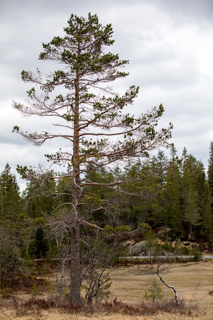 Pine tree with signs of capercaillie feeding on it