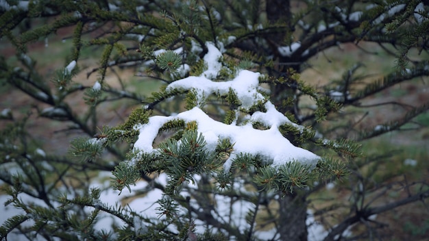 彼らに雪が降っている松の木