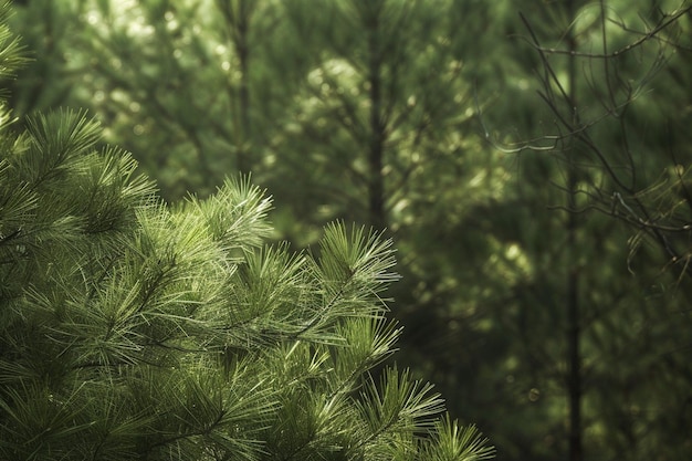 Photo pine tree wonders ar c