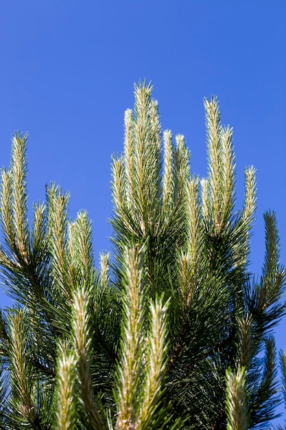 pine tree