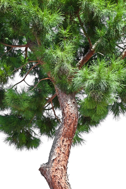 Pine tree