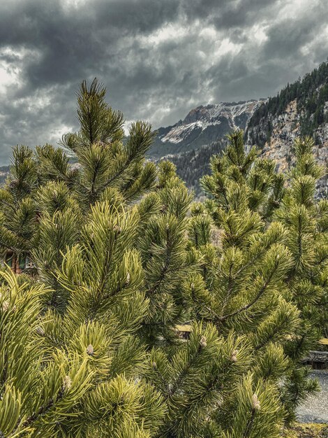 Pine trees against sky