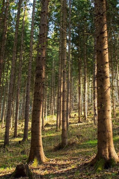 Pine trees in the Austrian forest in the rays of light