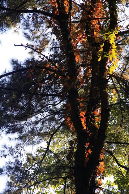 Pine Trees Under Backlight