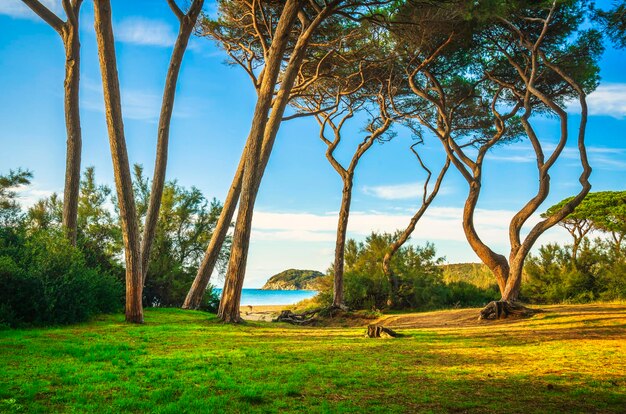 Photo pine trees beach and sea baratti piombino tuscany italy