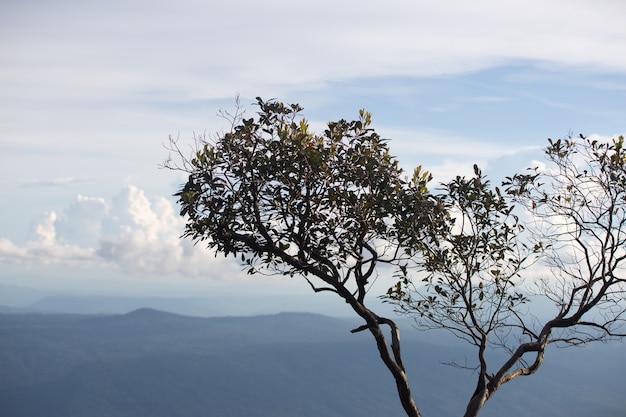 Alberi di pino a cielo blu e nuvole