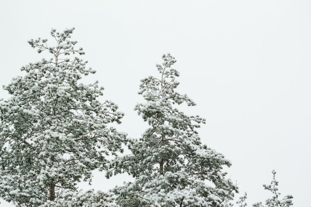 写真 雪の中で松の木の枝